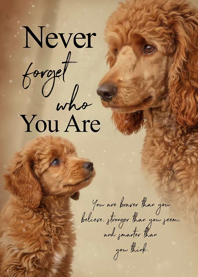 Poodle Inspirational Quote