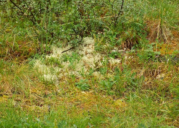 Lush green forest floor with lichen