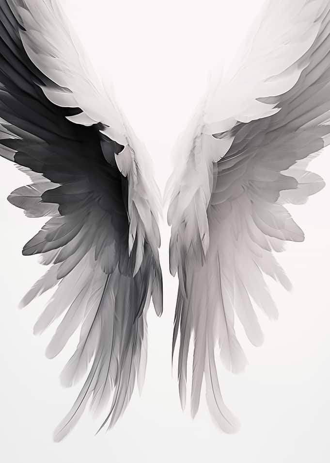 Black and White Wings