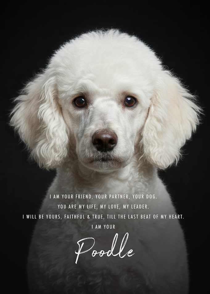 I Am Your Poodle Dog Quote