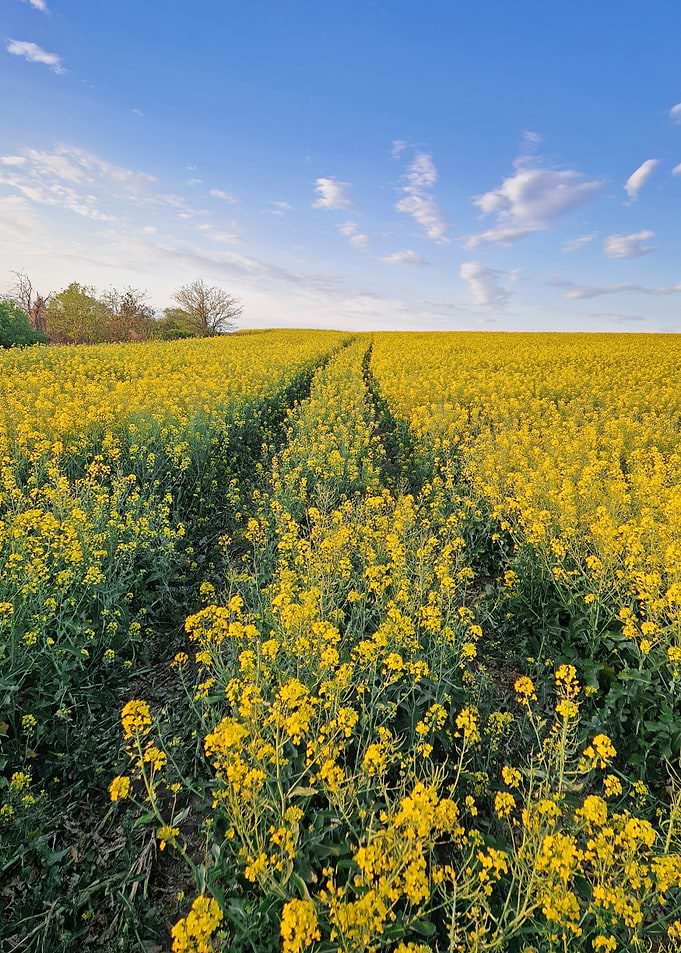 Vast Rapeseed Field Under Blue Sky