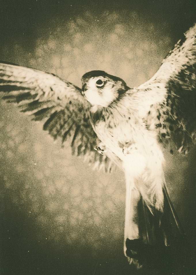 American Kestrel in flight