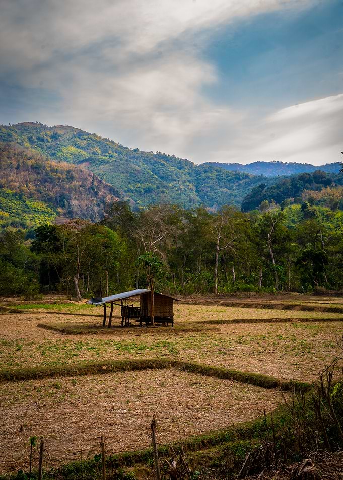 Hut in a Dry Rice Field