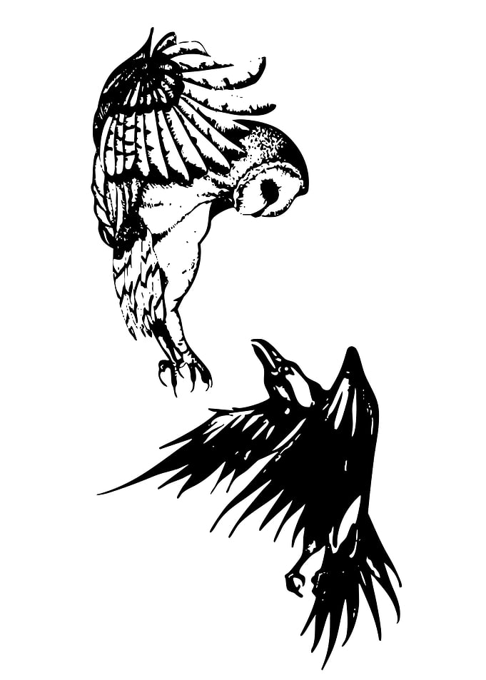 Owl and Raven in Flight