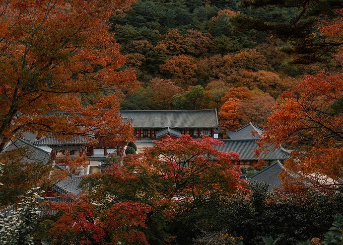 Autumn Forest Temple in Korea