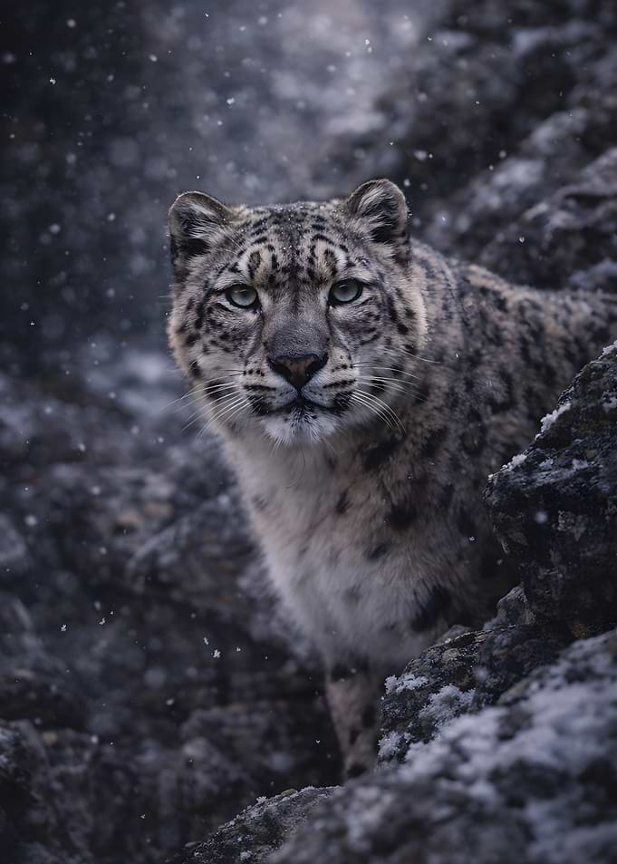 Snow Leopard in Snowy Mountains