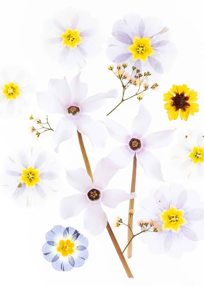 Assortment of Pressed Flowers