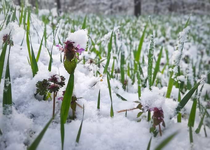 Purple Flowers in Snow