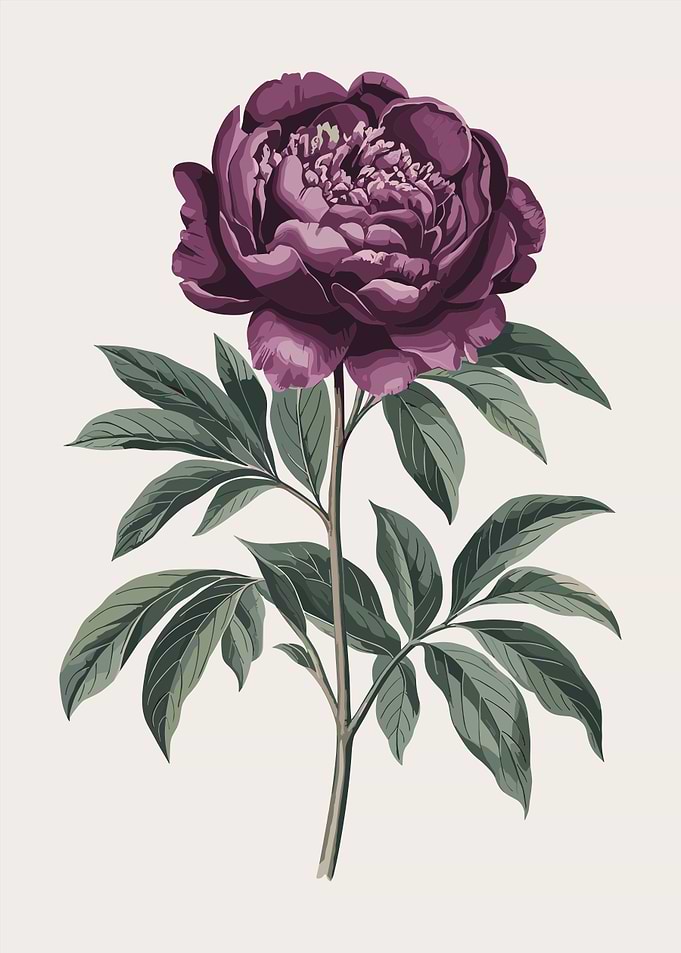 Deep Purple Peony Flower Illustration