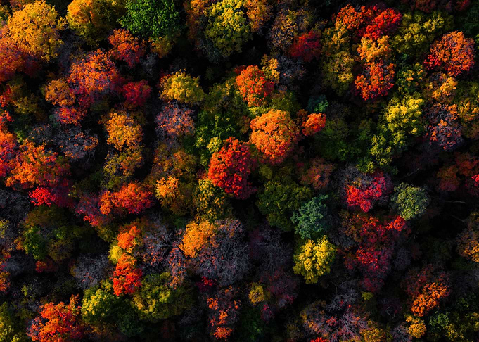 Aerial View of Autumn Forest Canopy