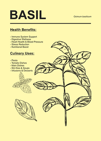 Basil Plant Health and Culinary Uses