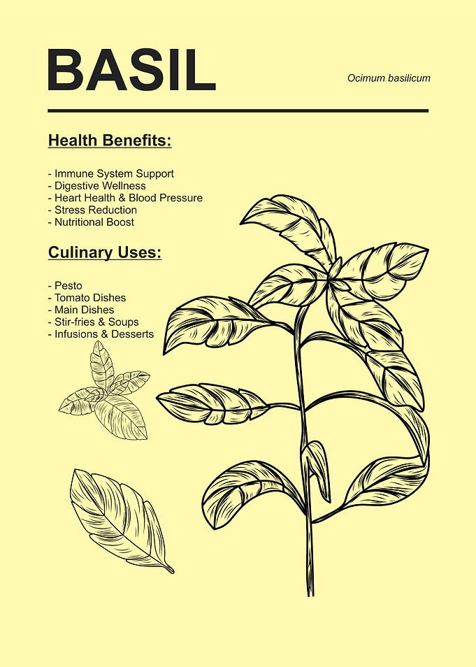 Basil Plant Health and Culinary Uses