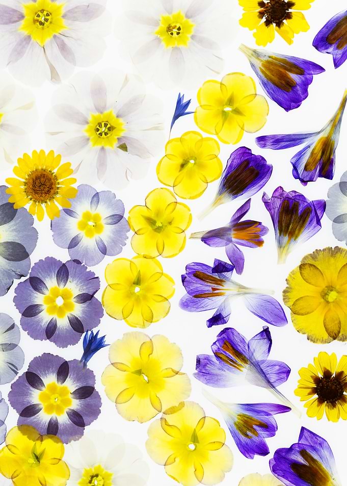 Pressed Flowers Collage