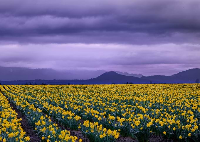 Field of Yellow Daffodils Under Stormy Sky