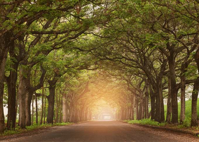 Tree Tunnel Road with Sunlight