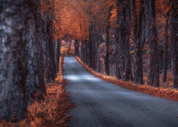Autumn Road Lined with Trees