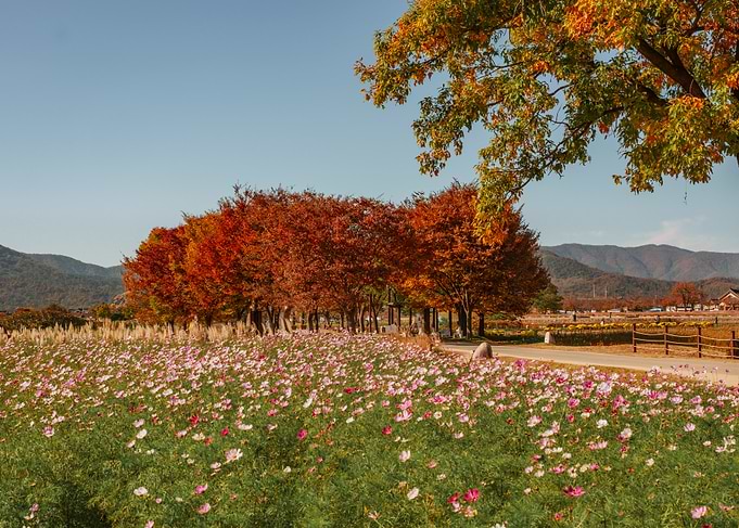 Autumn Landscape in Gyeongju, South Korea