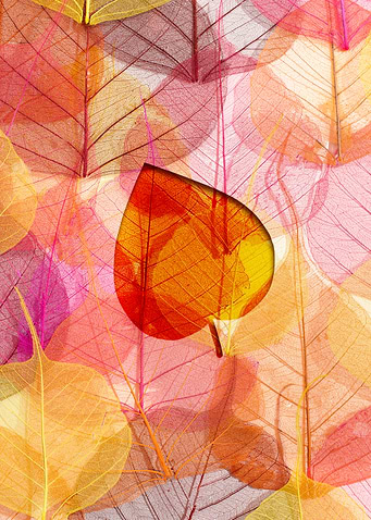 Skeletonized Leaves Background
