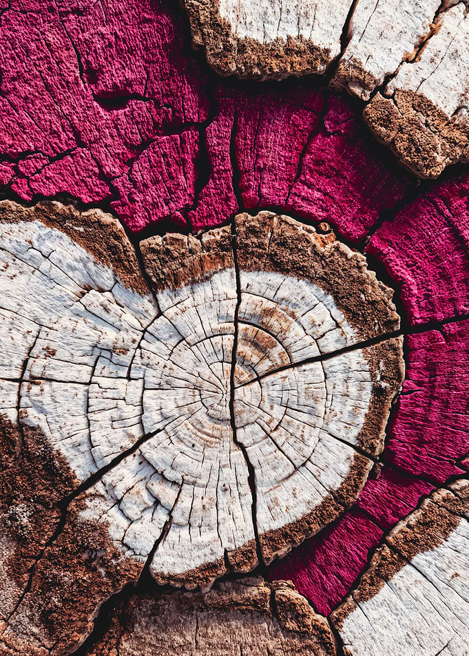Magenta Wood Grain Abstract Texture