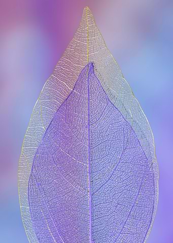 Two Skeletonized Leaves