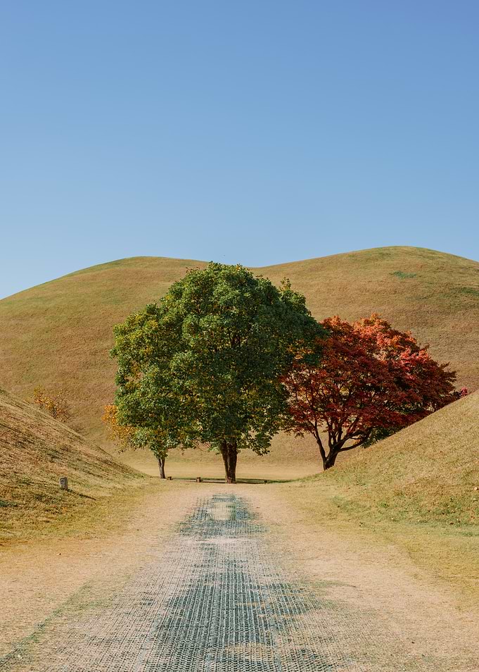 Autumn Trees on Rolling Hills
