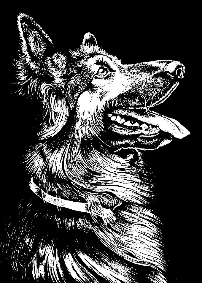 German Shepherd Dog Portrait