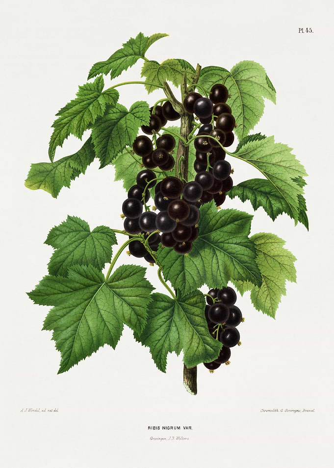 Black Currant Plant Illustration