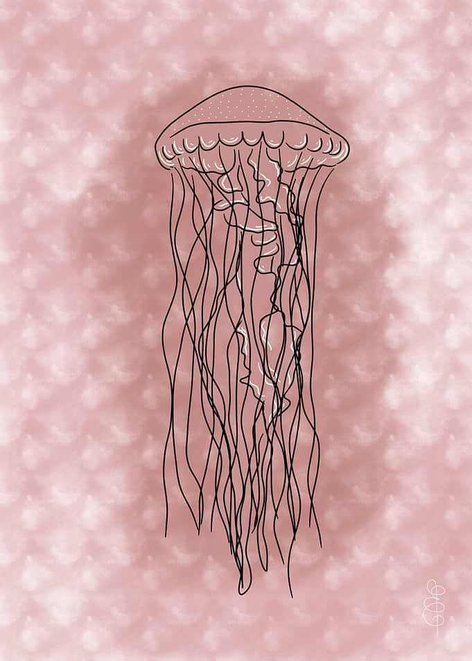 Jellyfish with Pink Background