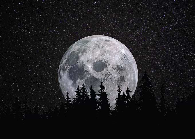 Full Moon Over Pine Forest