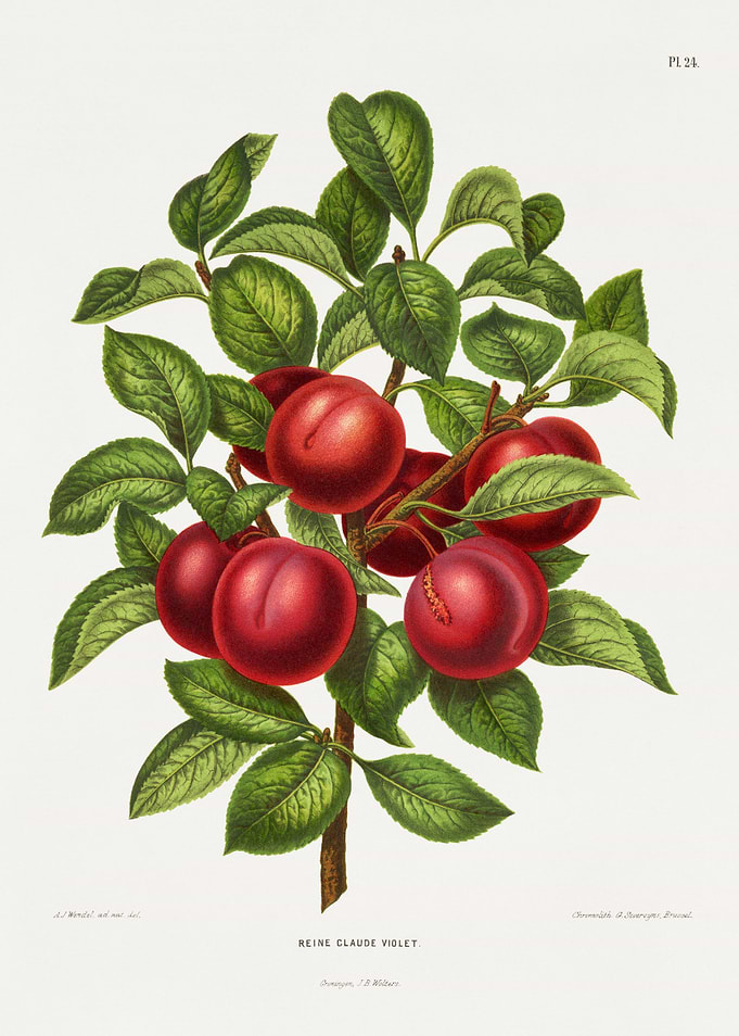 Reine Claude Violet Plum Branch
