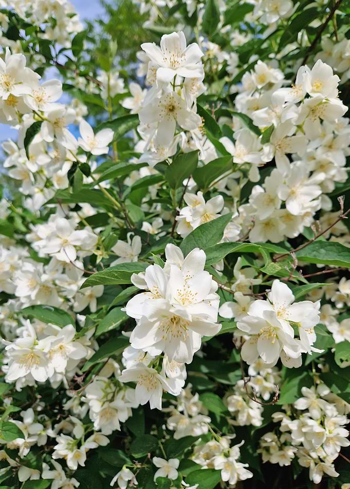 White Jasmine Flowers in Bloom