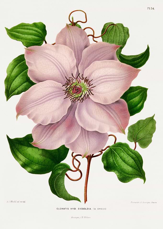 Vintage Clematis Hyb Sieboldia Flower Illustration