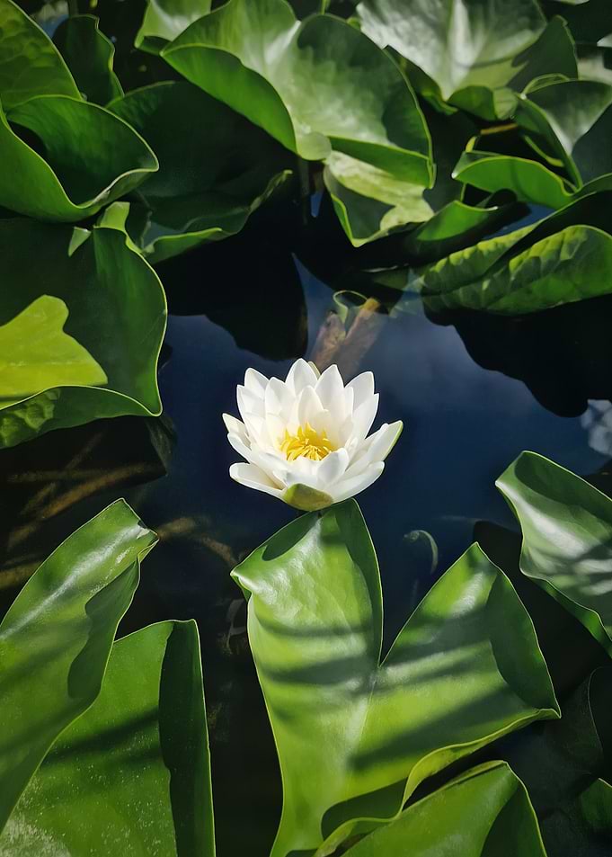 White Water Lily in Pond