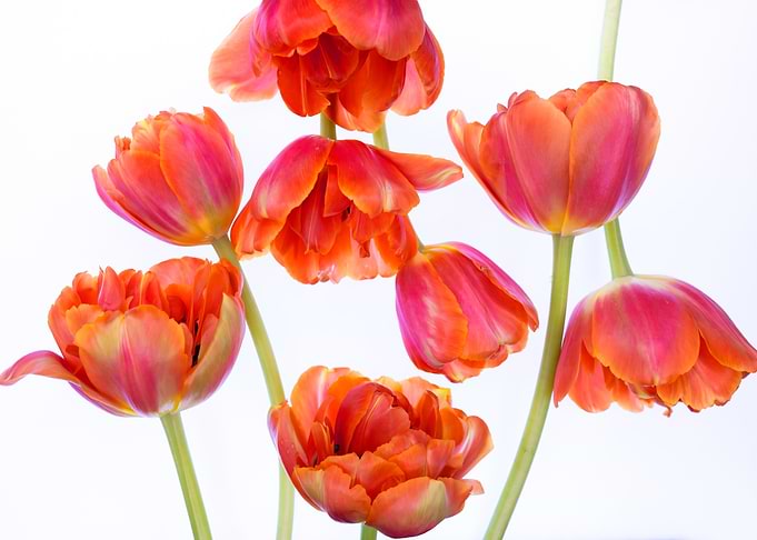 Vibrant Orange Tulips