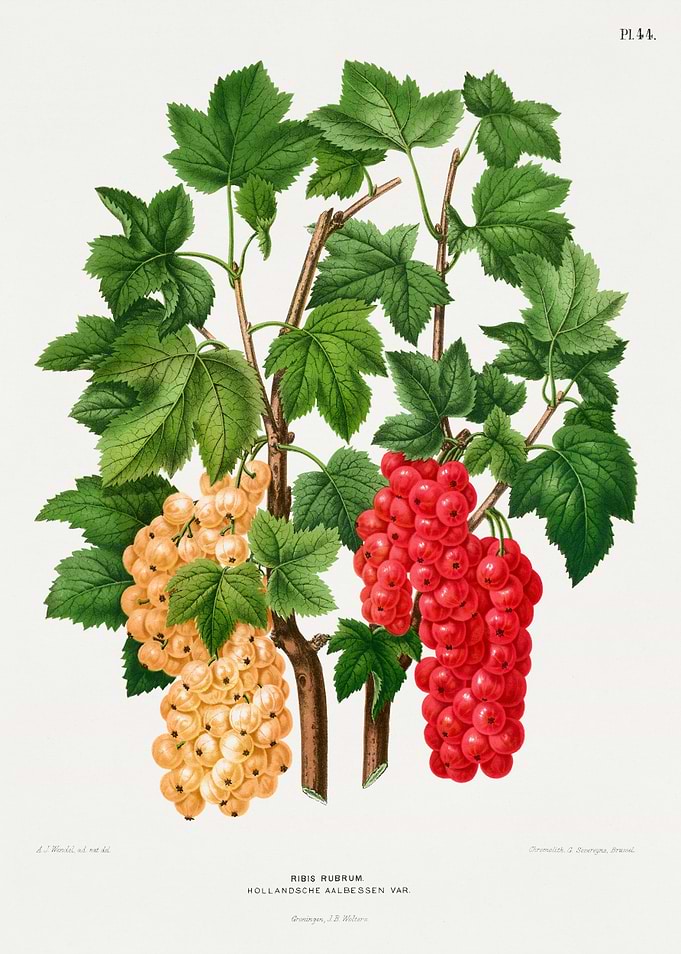 Red and White Currants Botanical Illustration