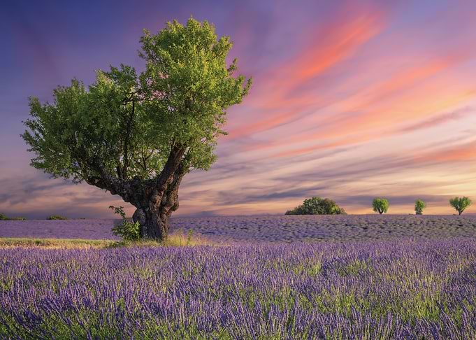 Lavender Field at Sunset