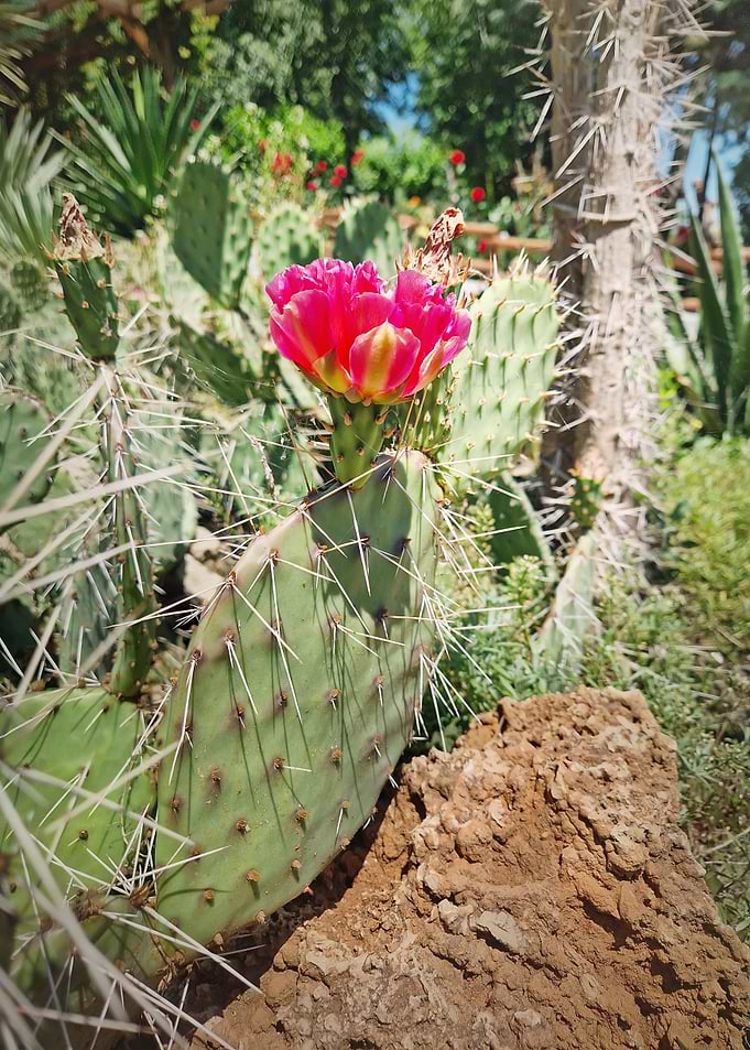 Prickly Pear Cactus Flower in Bloom
