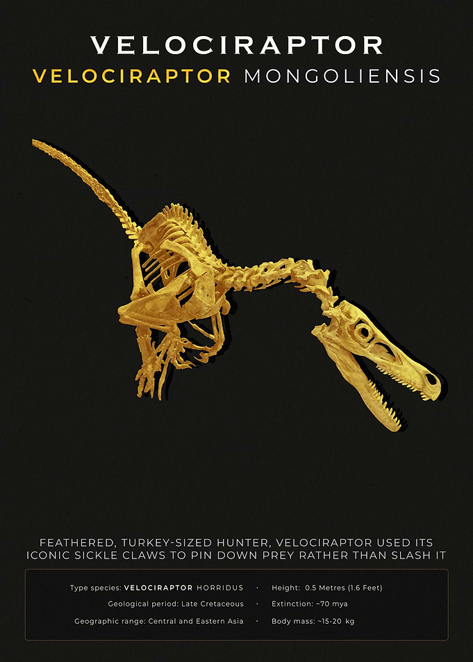 Velociraptor Fossil Poster - Noir Black and Gold Paleontology Decor