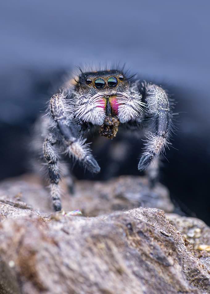 Jumping Spider Macro Shot