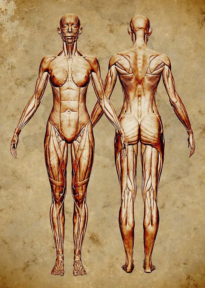 Anatomy Female Muscle Map
