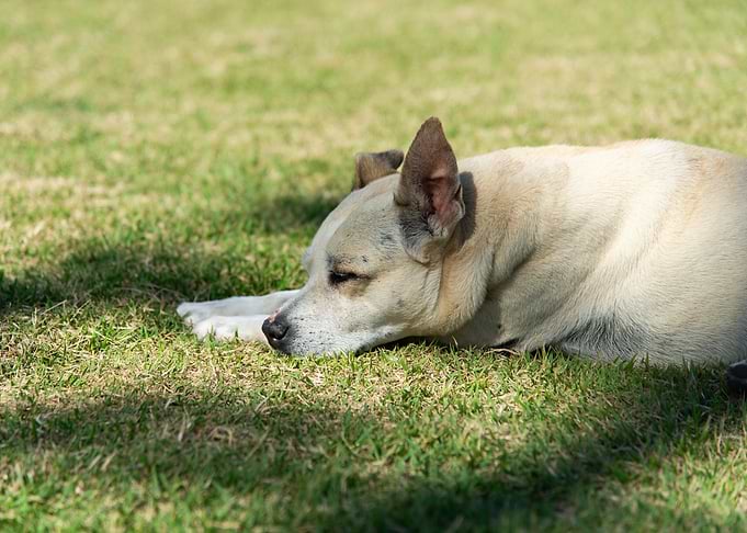 Dog resting on grass