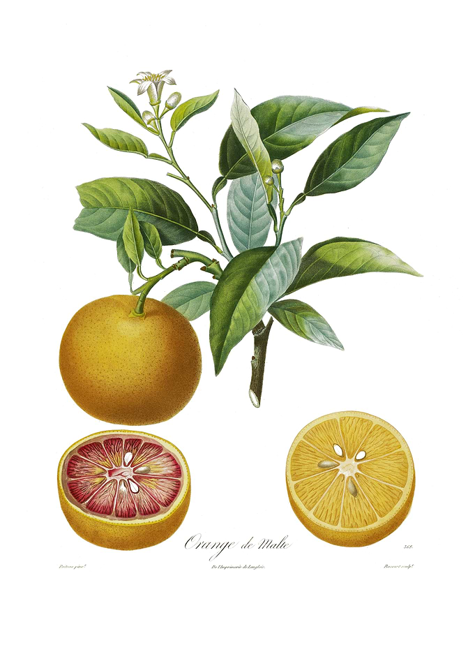 Botanical Illustration of Maltese Oranges