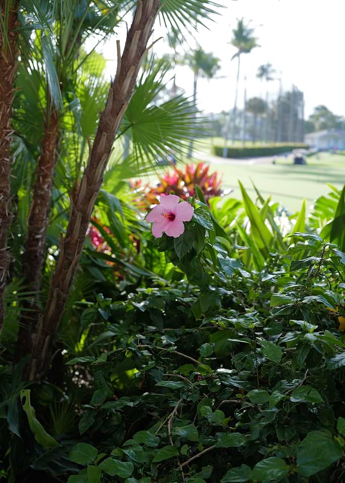 Pink Hibiscus Flower in Tropical Garden