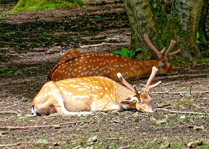 Two Sika Deer Resting in a Forest