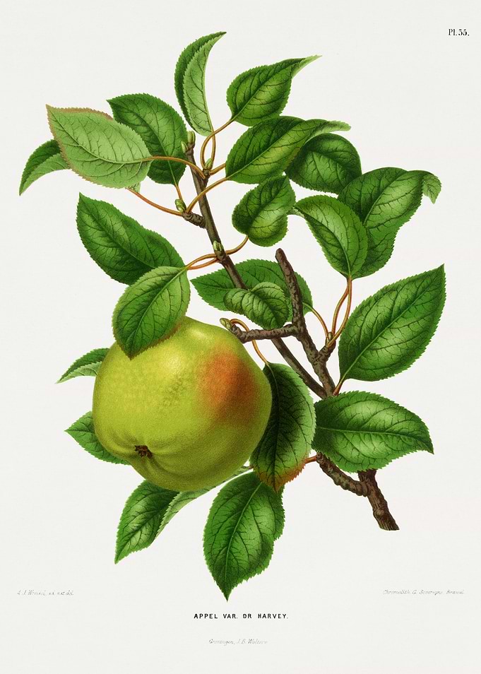 Apple Var. Dr. Harvey Botanical Illustration
