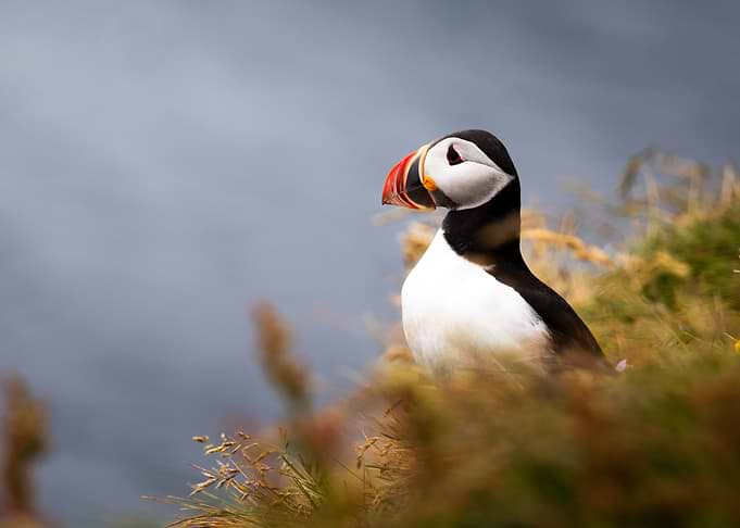 Puffin on a grassy cliff