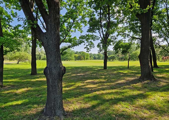 Sunny park with trees and green field
