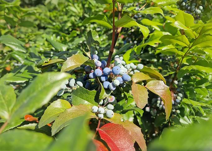 Blue Berries on a Bush