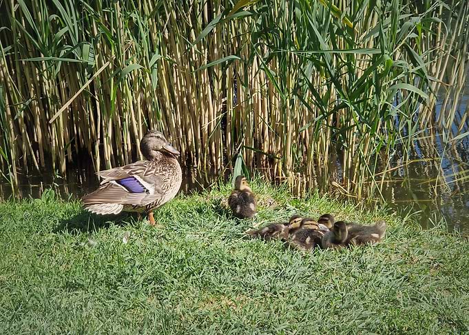 Mother Duck and Ducklings by the Reeds