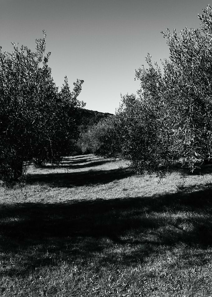 Olive Grove Pathway